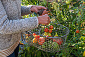 Harvest tomatoes (Solanum Lycopersicum) before the first frost in a wire basket