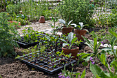 Planting, young plants of artichoke (Cynara scolymus) and cabbage (Brassica) in a plant tray