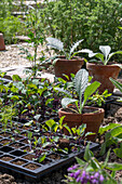 Planting, young plants of cabbage (Brassica) and artichoke (Cynara scolymus), in the plant tray