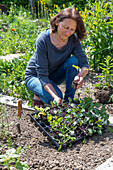 Woman planting young plants in the vegetable patch, blue cabbage, red cabbage in planting tray