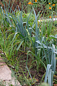 Leeks and salsify (Scorzonera) in the vegetable patch