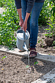 Woman watering young plants in the vegetable patch, blue cabbage, red cabbage