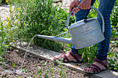 Watering young plants in the vegetable patch