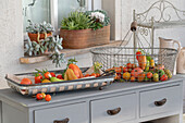 Harvest of tomatoes before the first frost (Solanum lycopersicum)