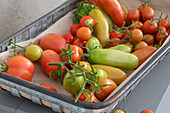 Tomaten vor dem ersten Frost abernten (Solanum Lycopersicum), im Drahtkorb