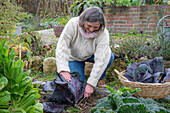 Frau bei der Ernte von Blaukraut, Rotkohl (Brassica rubra), Kohlkopf abschneiden