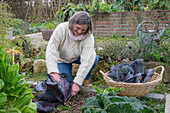 Frau bei der Ernte von Blaukraut, Rotkohl (Brassica rubra), Kohlkopf abschneiden