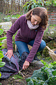 Frau bei der Ernte von Blaukraut, Rotkohl (Brassica rubra), Kohlkopf abschneiden