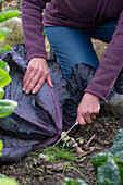 Frau bei der Ernte von Blaukraut, Rotkohl (Brassica rubra), Kohlkopf abschneiden