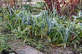 Vegetable patch with hoar frost, black salsify (Scorzonera), amaranth, leek and cabbage varieties