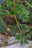 Knollensellerie (Apium graveolens) mit Raureif an den Blättern im Gemüsebeet