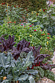 Mangold 'Bright Lights', Blüten von Brokkoli, Paprika,  Zinnien, Sonnenblumen 'Samtkönigin' im Gemüsebeet