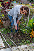 Gemüsebeete abräumen im Herbst, vertrocknete Tomatenpflanzen