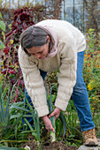 Harvesting leeks (Allium porrum) in autumn