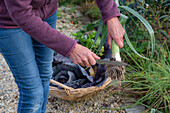 Harvesting vegetables in a basket, leek (Allium porrum)