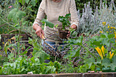 Frau pflanzt Sellerie (Apium Graveolens) ins Hochbeet für zweite Ernte