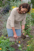 Frau beim Einpflanzen einer Jungpflanze von Stangensellerie (Apium Graveolens) ins Hochbeet