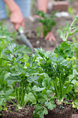 Einpflanzen einer Jungpflanze von Stangensellerie (Apium Graveolens)