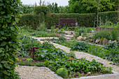 Vegetable patch with garden melilot (Atriplex hortensis), milk thistle (Silybum marianum), datura (Datura stramonium), and turnip (Brassica rapa), autumn turnip
