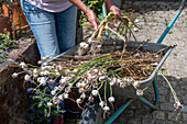 Air garlic (Allium proliferum), tiered onion being harvested in a wheelbarrow