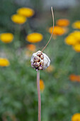 Tree Onion (Allium proliferum) bulb in the air