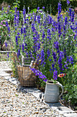 Feldrittersporn (Delphinium ajacis) mit Zinnien (Zinnia Elegans) im Gemüsebeet