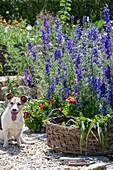 Feldrittersporn (Delphinium ajacis) mit Zinnien (Zinnia Elegans) im Gemüsebeet und Hund
