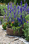Feldrittersporn (Delphinium ajacis) mit Zinnien (Zinnia Elegans) im Gemüsebeet