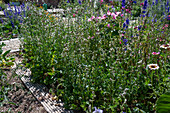 Faded summer flowers in the vegetable garden with annual delphinium, funnel-shaped mallow and chrysanthemum