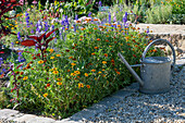 Bush zinnia (Zinnia angustifolia), foxtail, field delphinium (Delphinium Consolida) in the flower bed