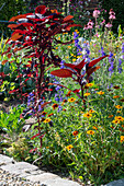 Buschzinnie (Zinnia angustifolia), Fuchsschwanz, Feldrittersporn (Delphinium Consolida) im Blumenbeet