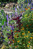 Buschzinnie (Zinnia angustifolia), Fuchsschwanz, Feldrittersporn (Delphinium consolida) im Blumenbeet