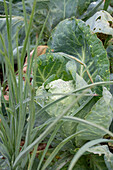 Pointed cabbage (Brassica) in the vegetable patch