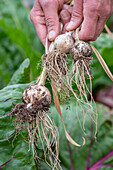 Knoblauch (Allium Sativum) bei der Ernte aus dem Gemüsebeet