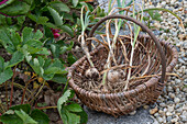 Gemüsezwiebel (Allium cepa) und Knoblauch (Allium Sativum) ernten aus dem Beet im Weidenkorb