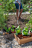 Soil preparation for second planting of iceberg lettuce in July, woman with rake in vegetable patch, young plants in pots