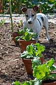 Eisbergsalat, Jungpflanzen in Töpfen einpflanzen ins Beet, 2. Pflanzung im Juli, vor Hund