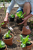 Planting iceberg lettuce in the bed, 2nd planting in July, young plants in pots