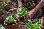 Planting iceberg lettuce in the bed, 2nd planting in July