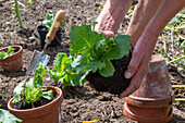 Planting iceberg lettuce in the bed, 2nd planting in July