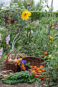 Gemüseernte von Tomaten, Küchenzwiebeln, Mangold am Gemüsebeet neben Sonnenblumen und Tomatenpflanze und Blumenstrauß im Weidenkorb