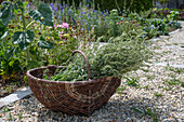 Ernte von Beifuß (Artemisia Vulgaris) in Weidenkorb