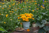 Harvesting marigold seeds (Calendula) on a plate and a bunch of marigolds in a metal bucket in front of a flower bed