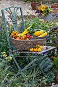 Gemüseernte in Korb auf Stuhl, gelbe und rote Tomaten, Zucchini, Mangold und Zinnien (Zinnia)