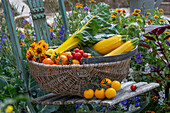 Gemüseernte in Korb auf Stuhl, gelbe und rote Tomaten, Zucchini, Mangold und Zinnien (Zinnia)
