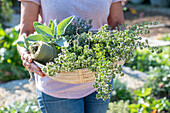 Basket with cut herbs for drying for tea, sage (Salvia) and thyme (Thymus)