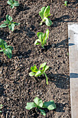 Zinnien (Zinnia Elegans), Jungpflanzen im Beet, und Romanasalat, zweite Pflanzung im Juli