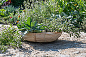 Basket with cut herbs for drying tea, sage (Salvia) and thyme (Thymus)