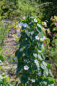 Funnel bindweed 'Milky Way' (Ipomoea purpurea) with white flowers in the flower bed