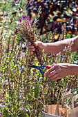 Samenernte von Schopfsalbei (Salvia viridis), Samen mit der Hand abschneiden